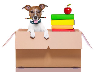 Image showing moving box dog