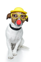 Image showing funny dog nose hat glasses