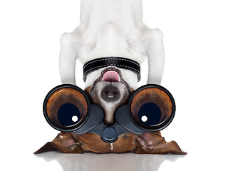 Image showing binoculars dog