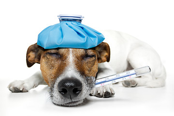 Image showing sick dog fever pain