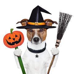 Image showing halloween pumpkin witch dog 