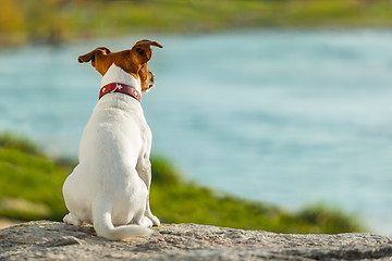 Image showing dog watching 