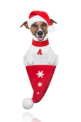 Image showing santa christmas dog in a hat 