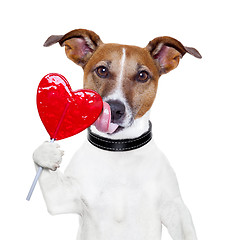 Image showing valentine lollipop heart dog licking