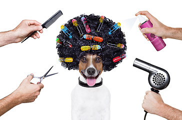 Image showing hairdresser  scissors comb dog spray 