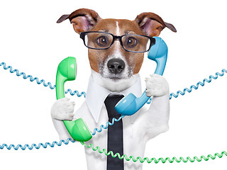 Image showing business dog