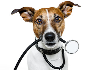 Image showing medical doctor dog