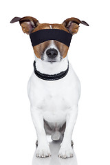 Image showing blindfold dog cover eyes