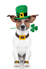 Image showing st. patrick's day dog