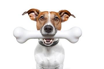 Image showing dog with a white bone 