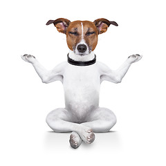 Image showing yoga dog