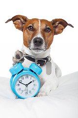 Image showing Dog sleeping with alarm clock and sleeping mask