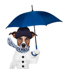Image showing rain umbrella dog