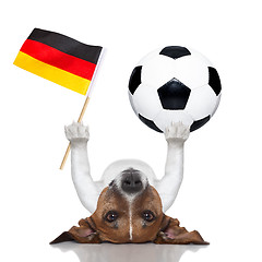 Image showing soccer dog