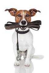 Image showing dog with leather leash