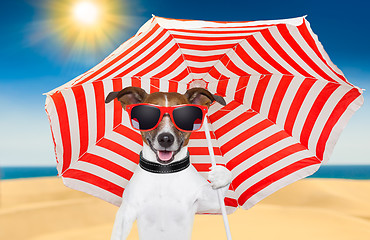 Image showing dog summer