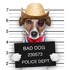Image showing bad mexican dog