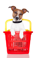 Image showing dog in a red and yellow shopping basket