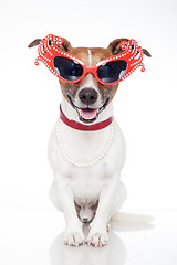 Image showing gay dog with funny shades