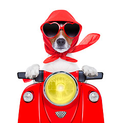 Image showing motorcycle dog summer dog