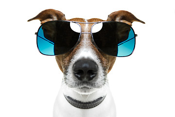 Image showing dog with funny shades