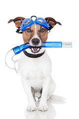 Image showing dog with snorkel