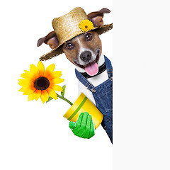 Image showing gardener dog