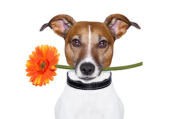 Image showing flower dog