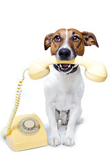 Image showing dog phone call