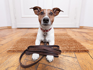 Image showing dog leather leash