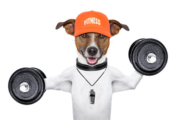 Image showing fitness dog