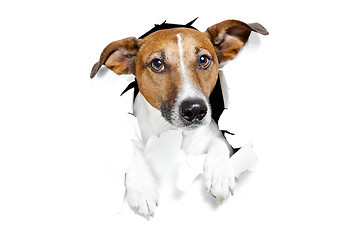 Image showing banner placeholder dog 