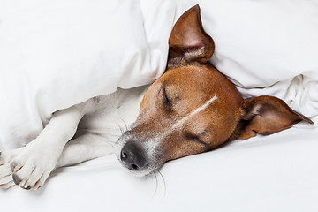 Image showing dog in bed