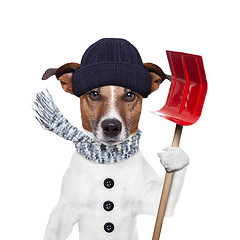 Image showing  winter dog shovel snow