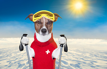 Image showing skiing dog