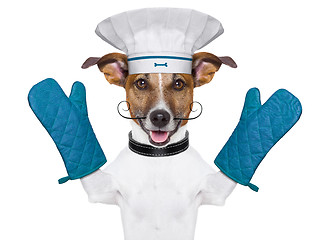 Image showing dog cook chef