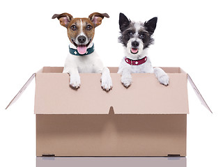 Image showing two mail dogs