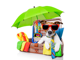 Image showing summer holiday dog