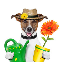 Image showing dog gardener