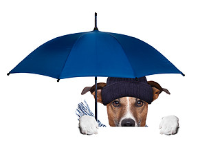 Image showing rain umbrella dog