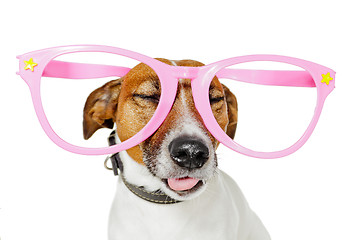 Image showing funny glasses dog 