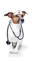 Image showing medical doctor dog