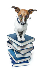 Image showing dog book stack