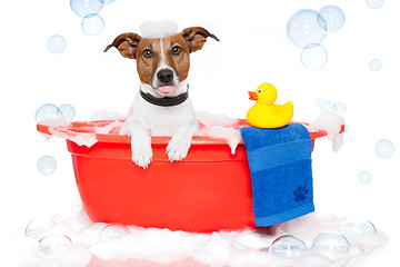 Image showing Dog taking a bath in a colorful bathtub with a plastic duck