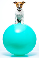 Image showing sport dog on ball