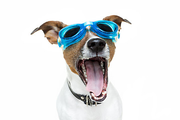 Image showing Dog with blue goggles