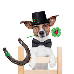 Image showing  chimney sweeper dog