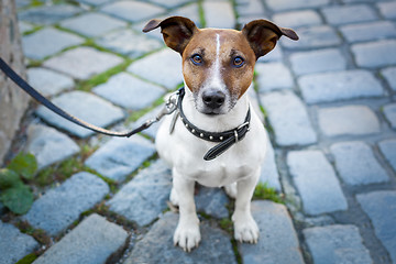 Image showing homeless dog lonely with leash