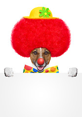 Image showing clown dog with red wig and hat