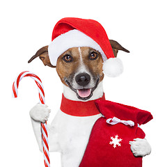 Image showing christmas  dog 